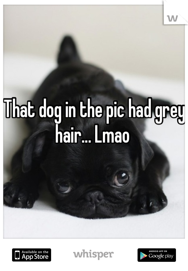 That dog in the pic had grey hair... Lmao 