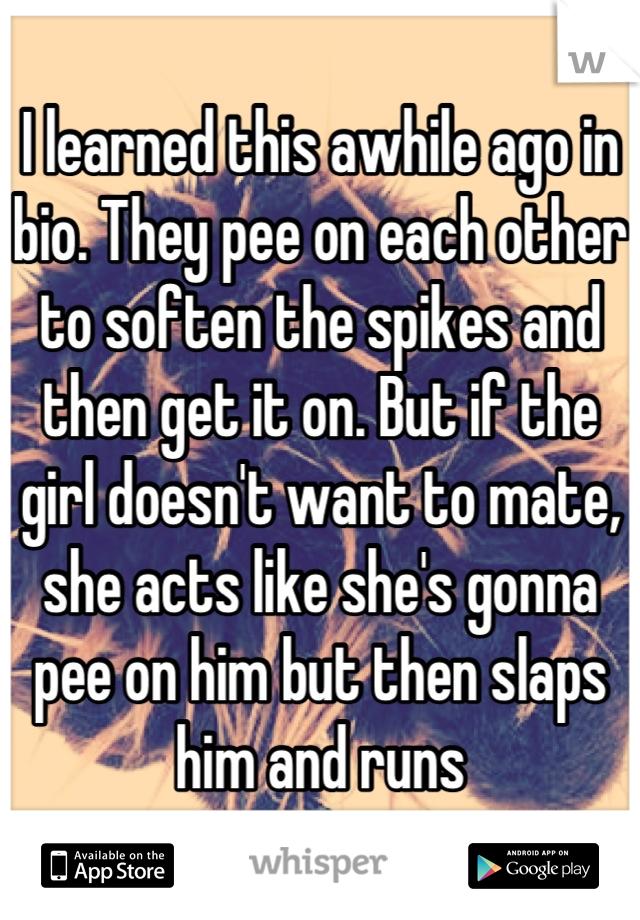 I learned this awhile ago in bio. They pee on each other to soften the spikes and then get it on. But if the girl doesn't want to mate, she acts like she's gonna pee on him but then slaps him and runs