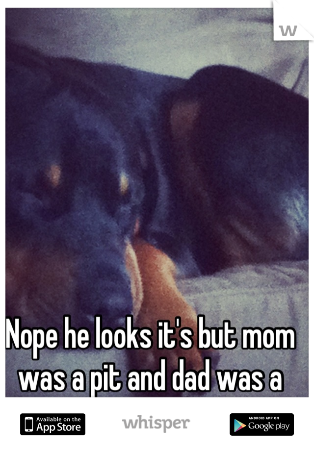 Nope he looks it's but mom was a pit and dad was a rottie 