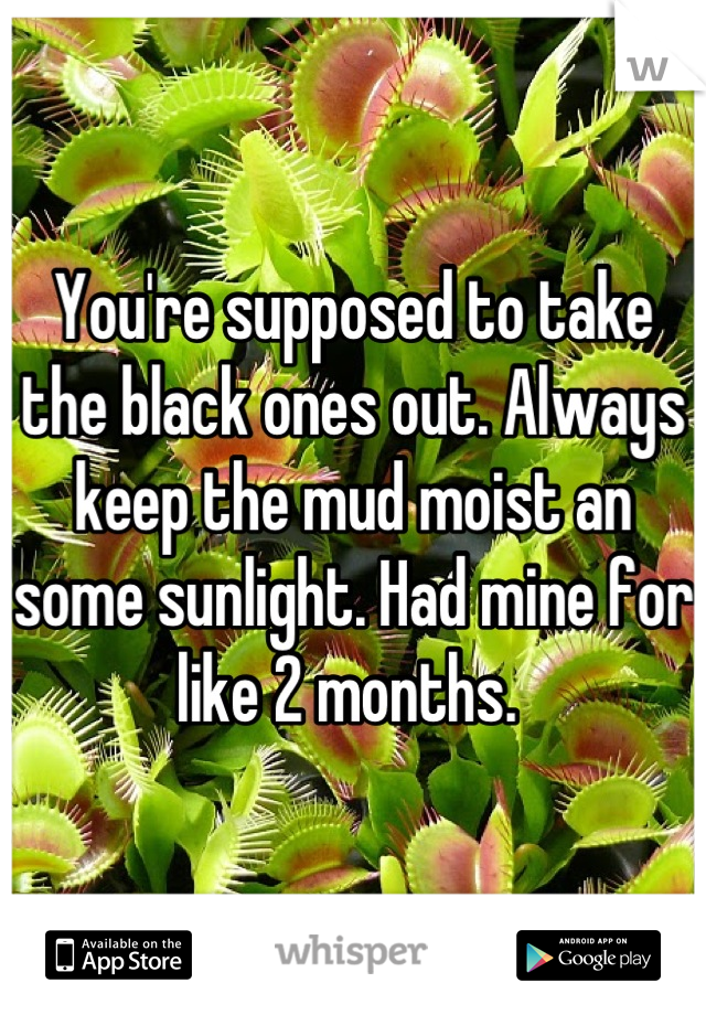 You're supposed to take the black ones out. Always keep the mud moist an some sunlight. Had mine for like 2 months. 