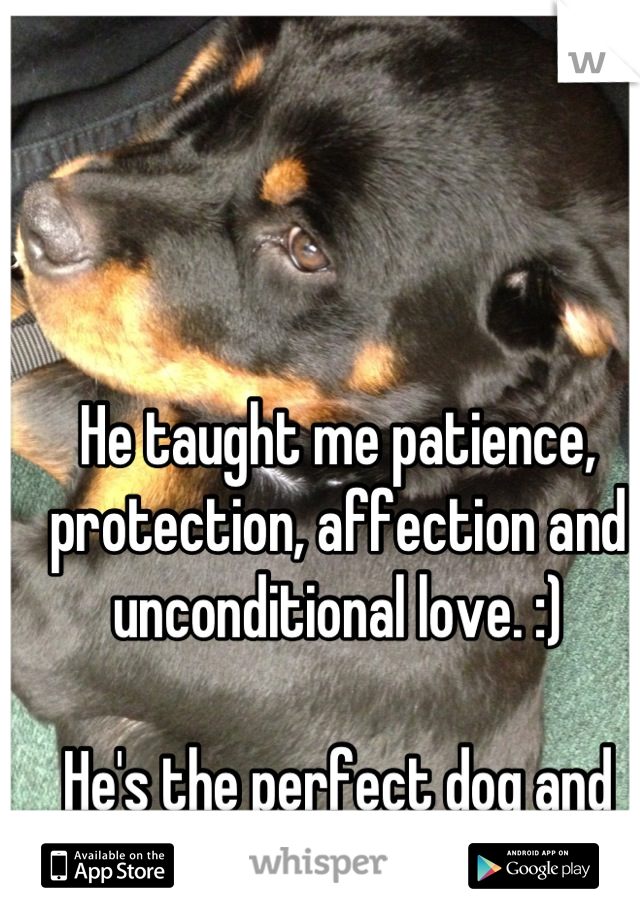 


He taught me patience, protection, affection and unconditional love. :)

He's the perfect dog and far from a killer.