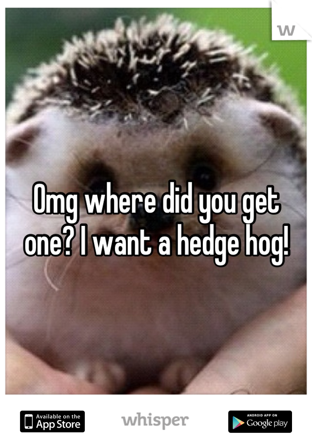 Omg where did you get one? I want a hedge hog!