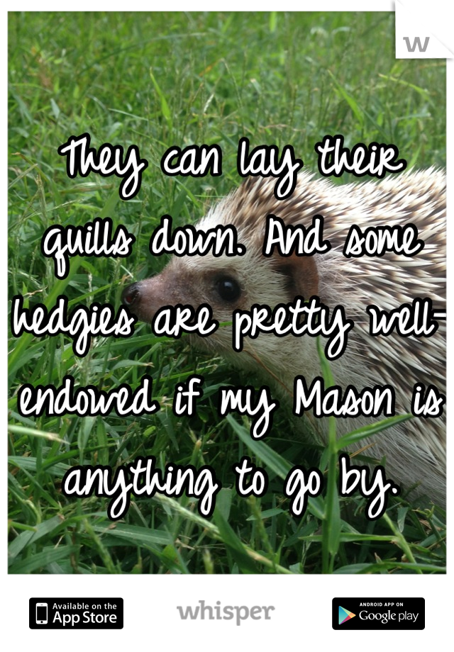 They can lay their quills down. And some hedgies are pretty well-endowed if my Mason is anything to go by.