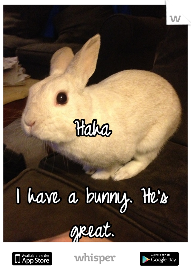 Haha 

I have a bunny. He's great.