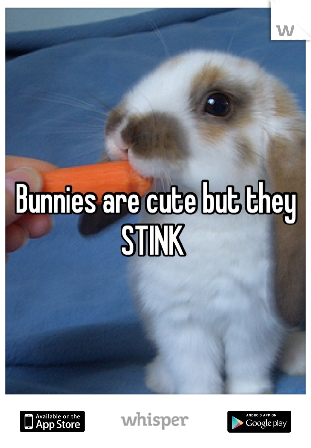 Bunnies are cute but they STINK 