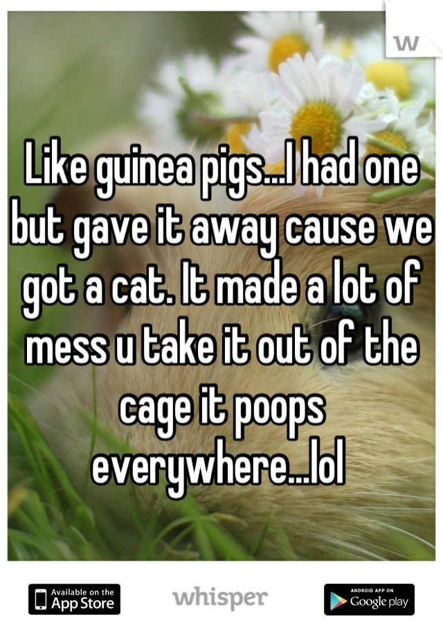 Like guinea pigs...I had one but gave it away cause we got a cat. It made a lot of mess u take it out of the cage it poops everywhere...lol 