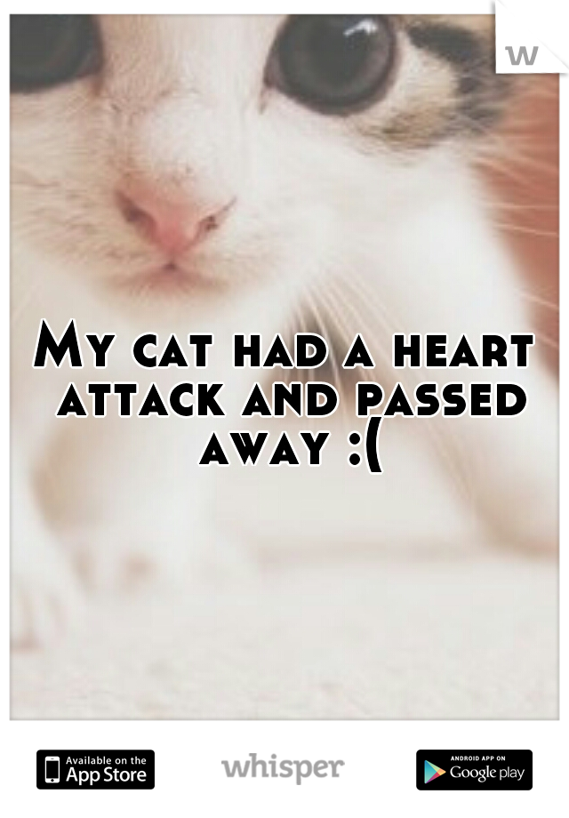 My cat had a heart attack and passed away :(