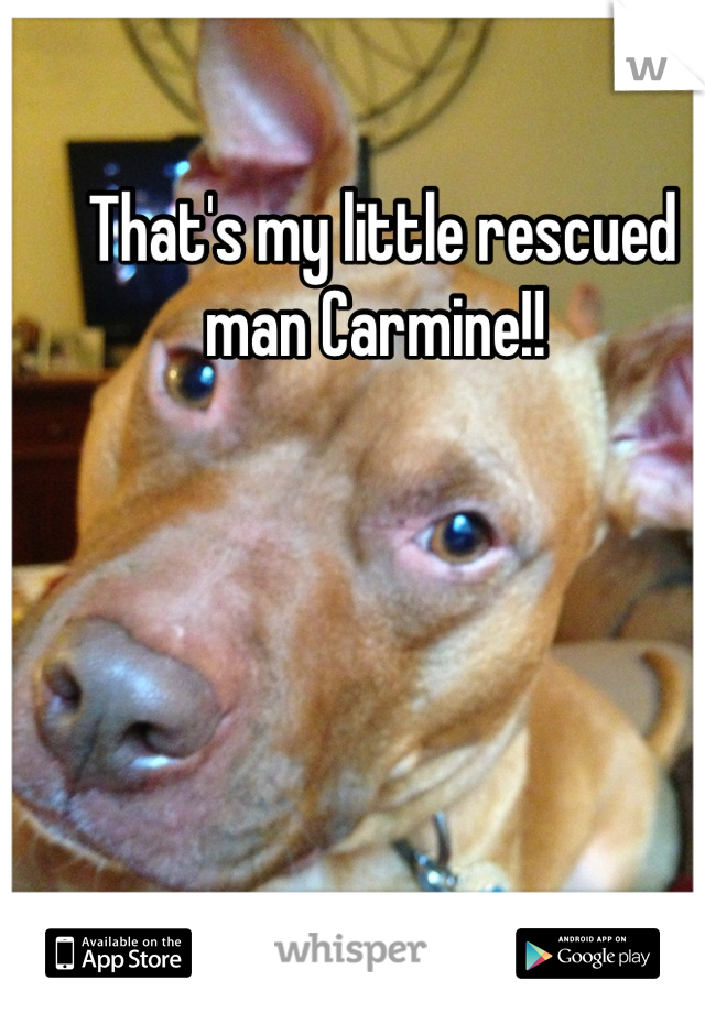 That's my little rescued man Carmine!! 