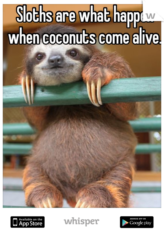 Sloths are what happen when coconuts come alive. 