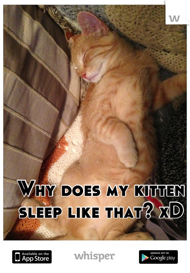 Why does my kitten sleep like that? xD