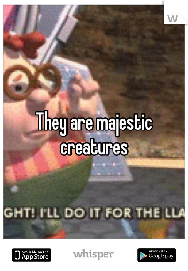 They are majestic creatures 