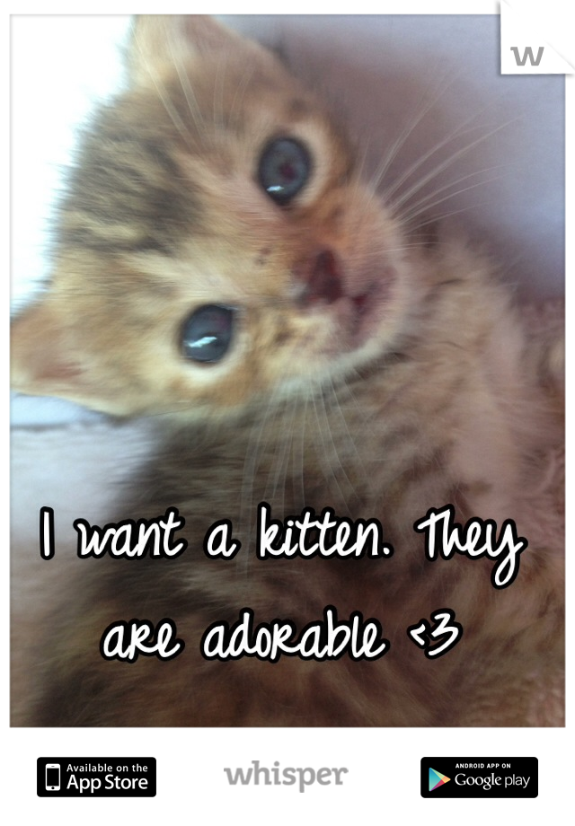 I want a kitten. They are adorable <3