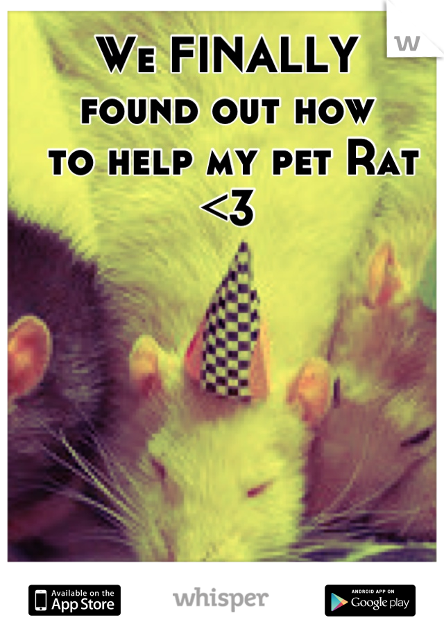 We FINALLY
found out how
 to help my pet Rat <3