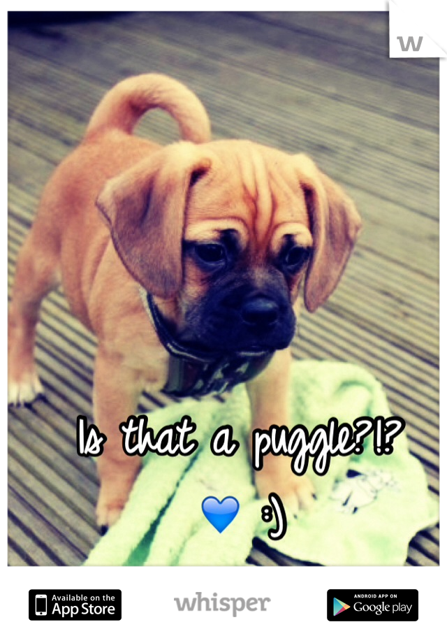 Is that a puggle?!? 💙 :)