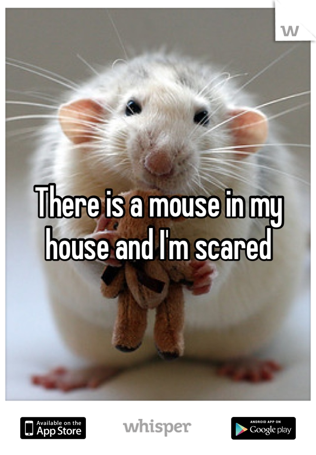 There is a mouse in my house and I'm scared