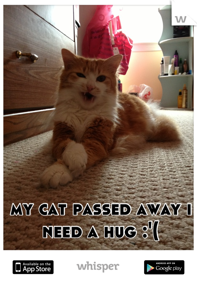 my cat passed away i need a hug :'(