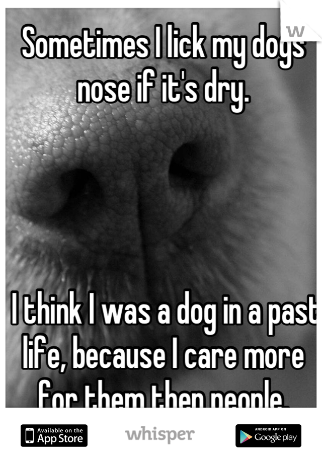 Sometimes I lick my dogs nose if it's dry.




 I think I was a dog in a past life, because I care more for them then people.