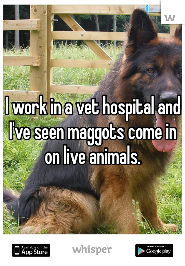 I work in a vet hospital and I've seen maggots come in on live animals. 