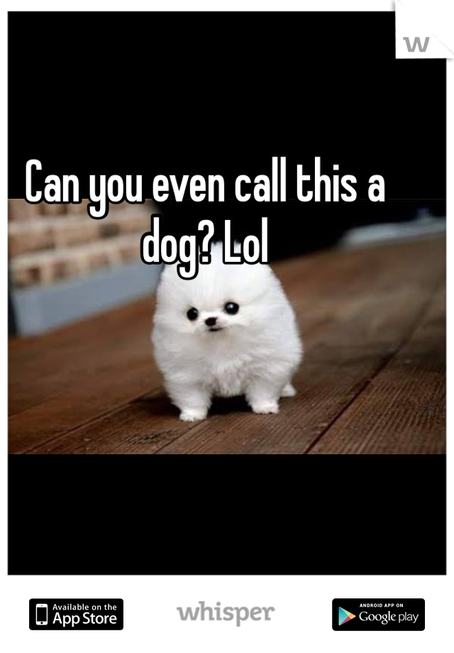 Can you even call this a dog? Lol