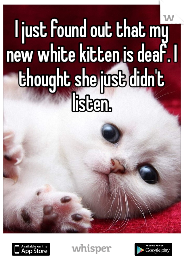 I just found out that my new white kitten is deaf. I thought she just didn't listen. 