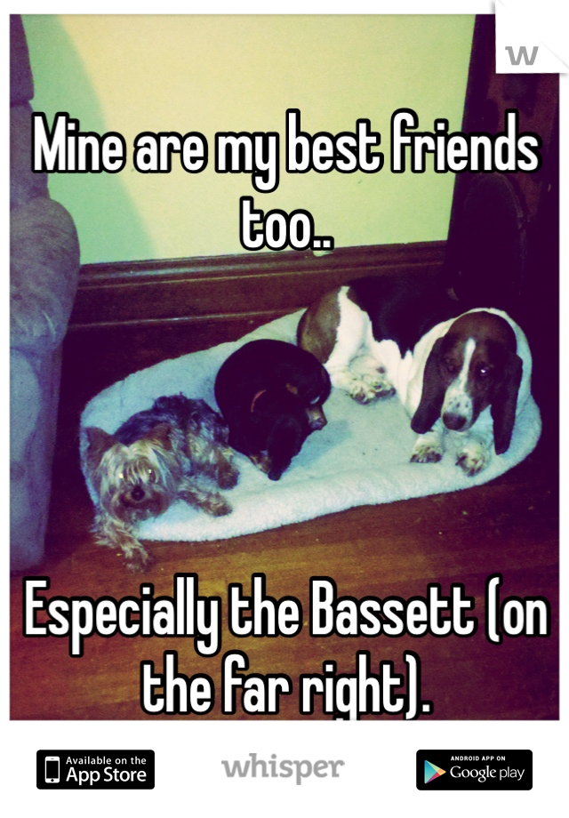 Mine are my best friends too.. 




Especially the Bassett (on the far right). 