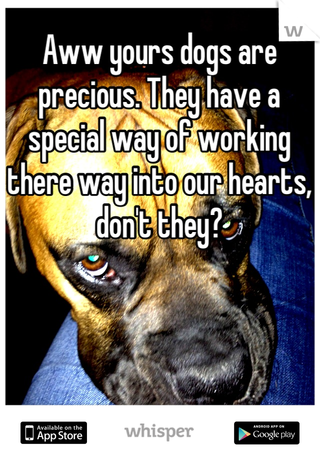 Aww yours dogs are precious. They have a special way of working there way into our hearts, don't they?