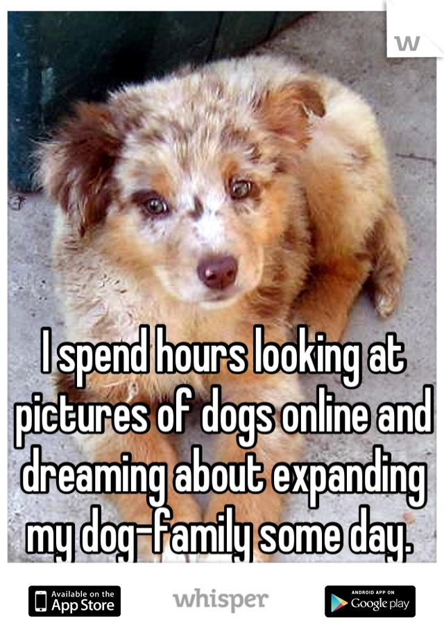 I spend hours looking at pictures of dogs online and dreaming about expanding my dog-family some day. 