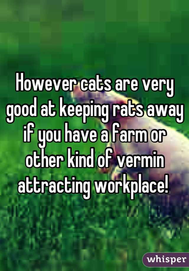 However cats are very good at keeping rats away if you have a farm or other kind of vermin attracting workplace! 