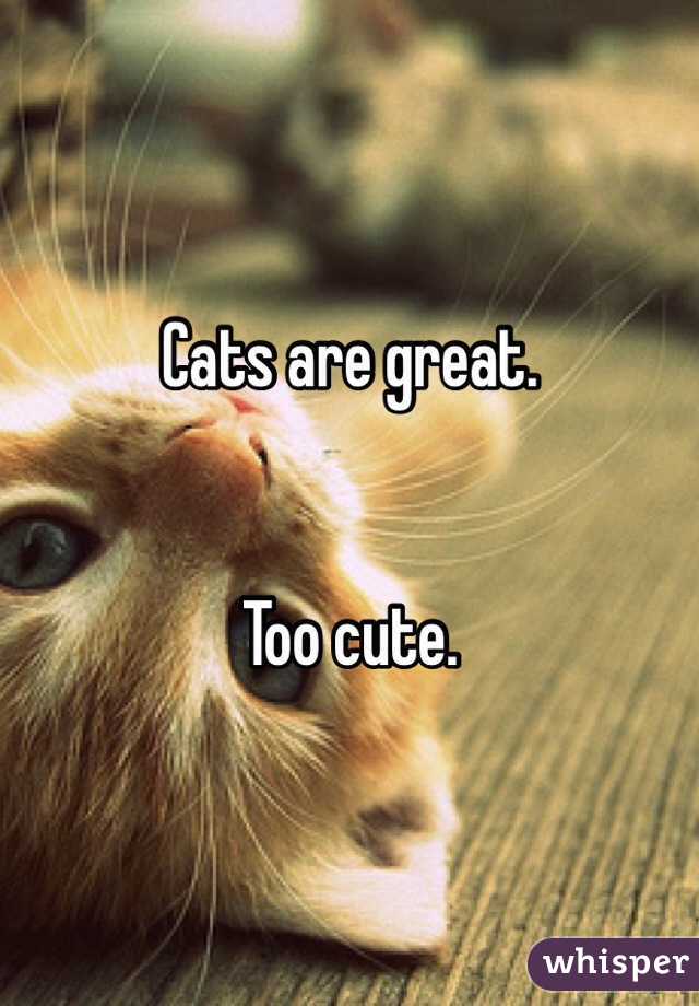 Cats are great.


Too cute.