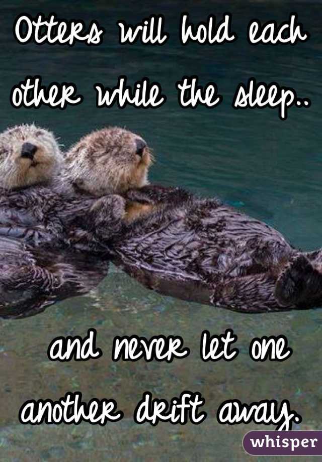 Otters will hold each other while the sleep..



 and never let one another drift away.