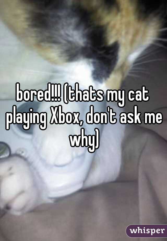 bored!!! (thats my cat playing Xbox, don't ask me why)