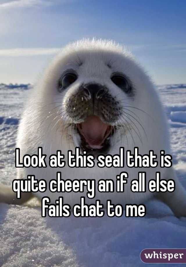 Look at this seal that is quite cheery an if all else fails chat to me 
