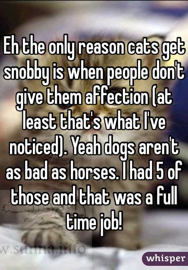 Eh the only reason cats get snobby is when people don't give them affection (at least that's what I've noticed). Yeah dogs aren't as bad as horses. I had 5 of those and that was a full time job!