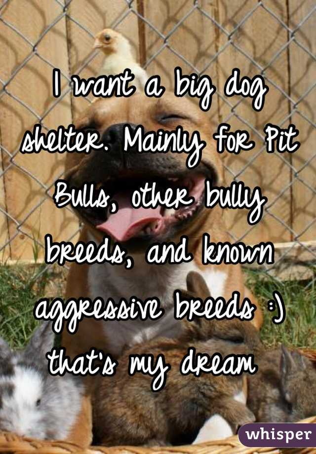 I want a big dog shelter. Mainly for Pit Bulls, other bully breeds, and known aggressive breeds :) that's my dream 