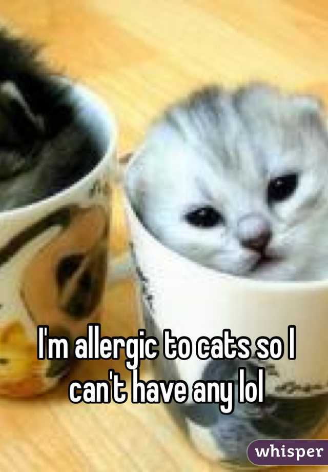 I'm allergic to cats so I can't have any lol