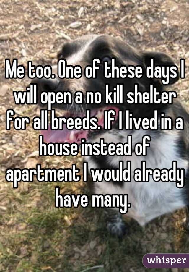 Me too. One of these days I will open a no kill shelter for all breeds. If I lived in a house instead of apartment I would already have many. 