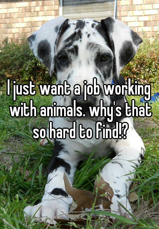 i-just-want-a-job-working-with-animals-why-s-that-so-hard-to-find