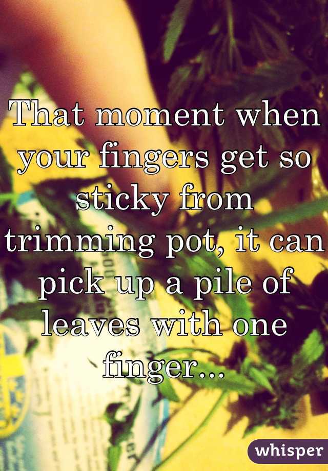 That moment when your fingers get so sticky from trimming pot, it can pick up a pile of leaves with one finger...