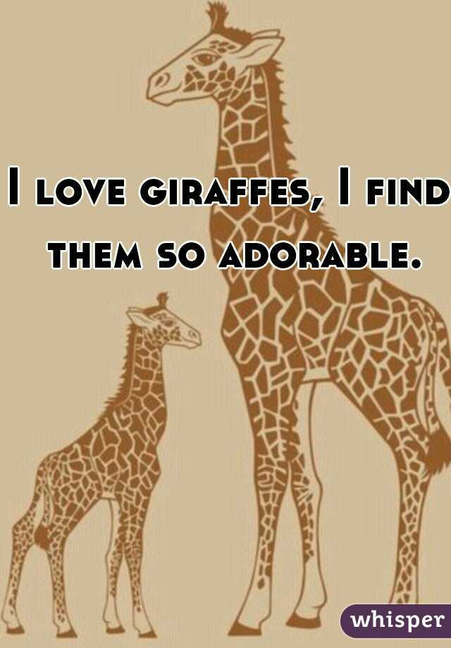 I love giraffes, I find them so adorable.