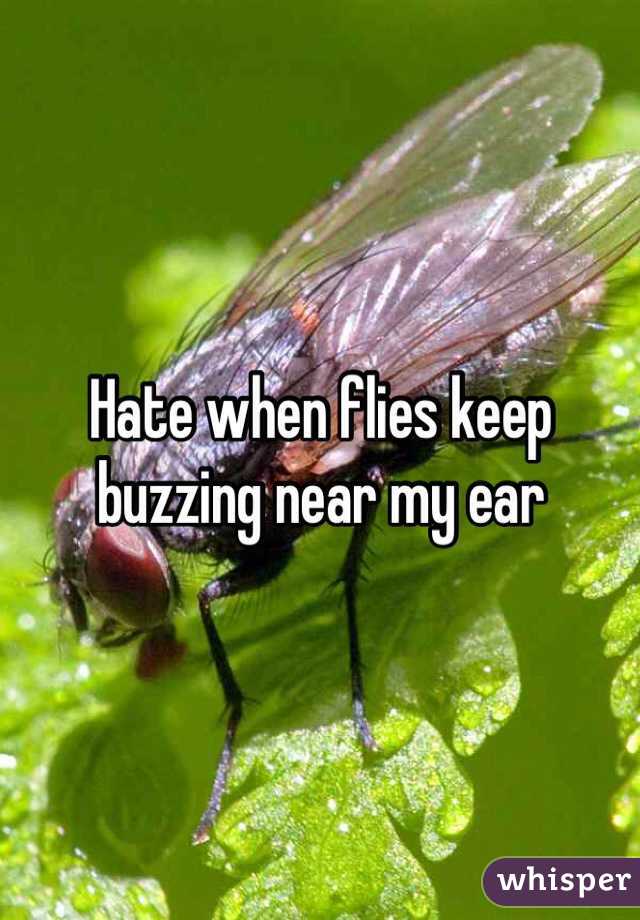 Hate when flies keep buzzing near my ear