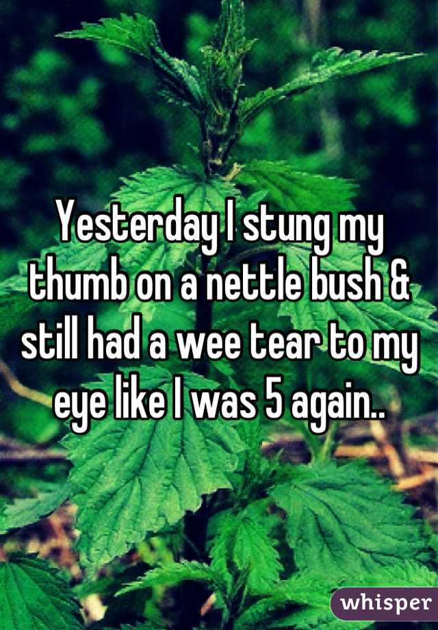 Yesterday I stung my thumb on a nettle bush & still had a wee tear to my eye like I was 5 again..