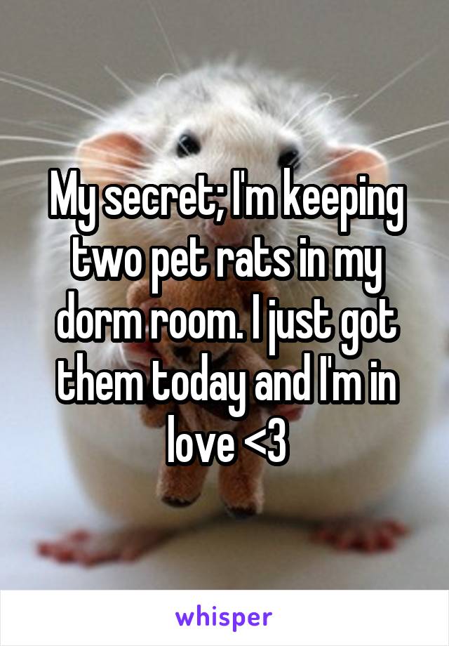 My secret; I'm keeping two pet rats in my dorm room. I just got them today and I'm in love <3