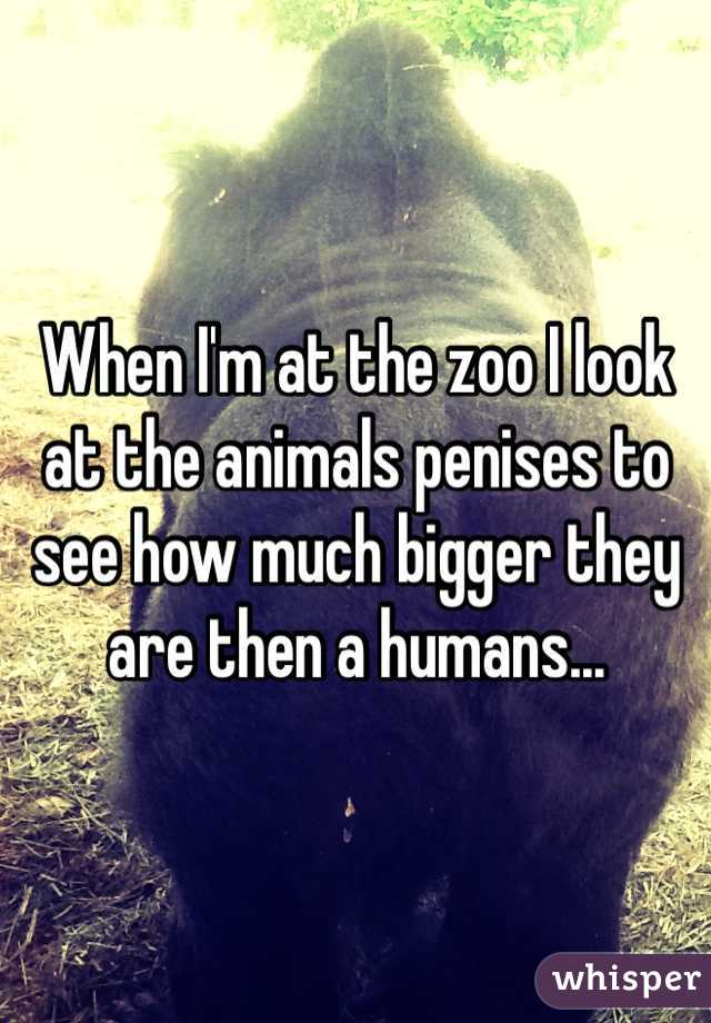 When I'm at the zoo I look at the animals penises to see how much bigger they are then a humans...