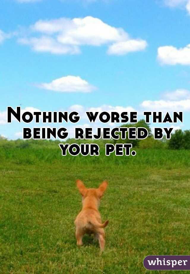 Nothing worse than being rejected by your pet.