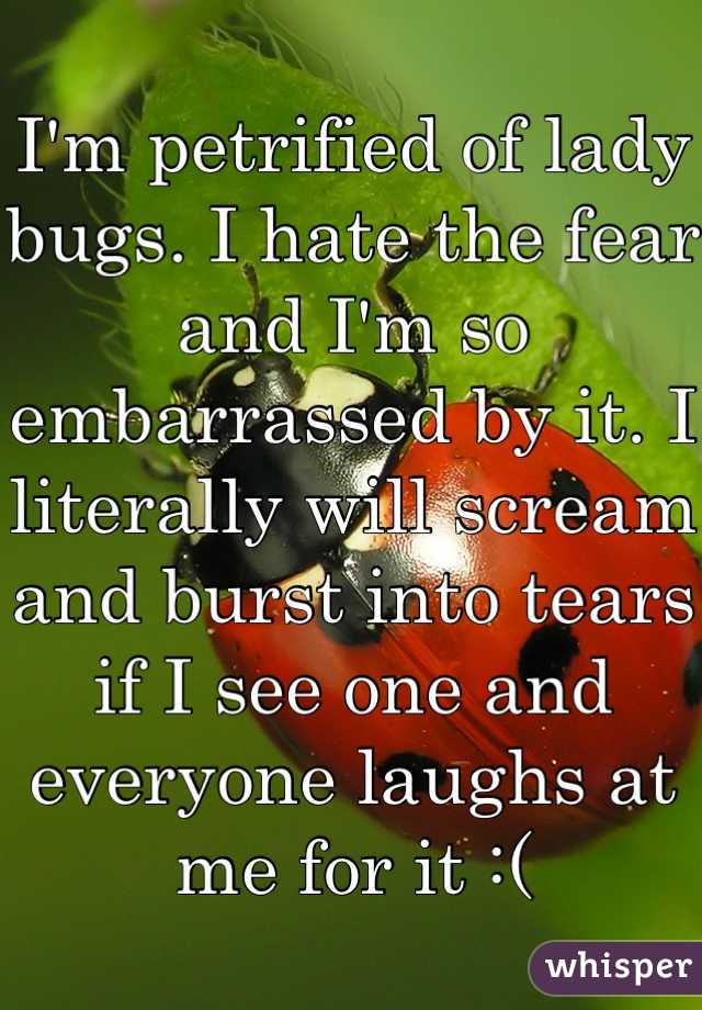 I'm petrified of lady bugs. I hate the fear and I'm so embarrassed by it. I literally will scream and burst into tears if I see one and everyone laughs at me for it :(