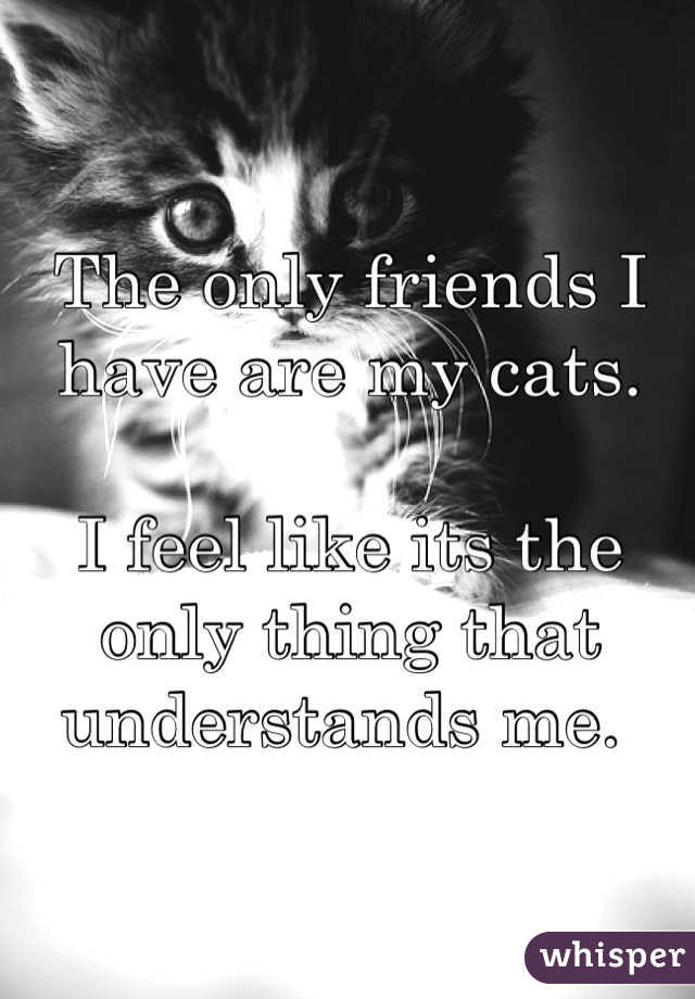 The only friends I have are my cats.

I feel like its the only thing that understands me. 