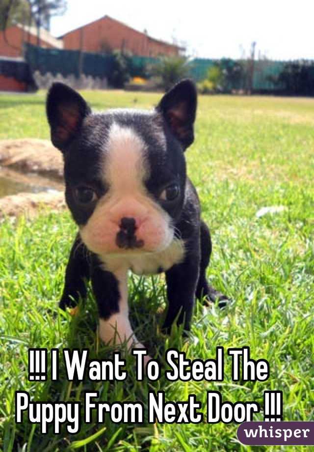!!! I Want To Steal The Puppy From Next Door !!!