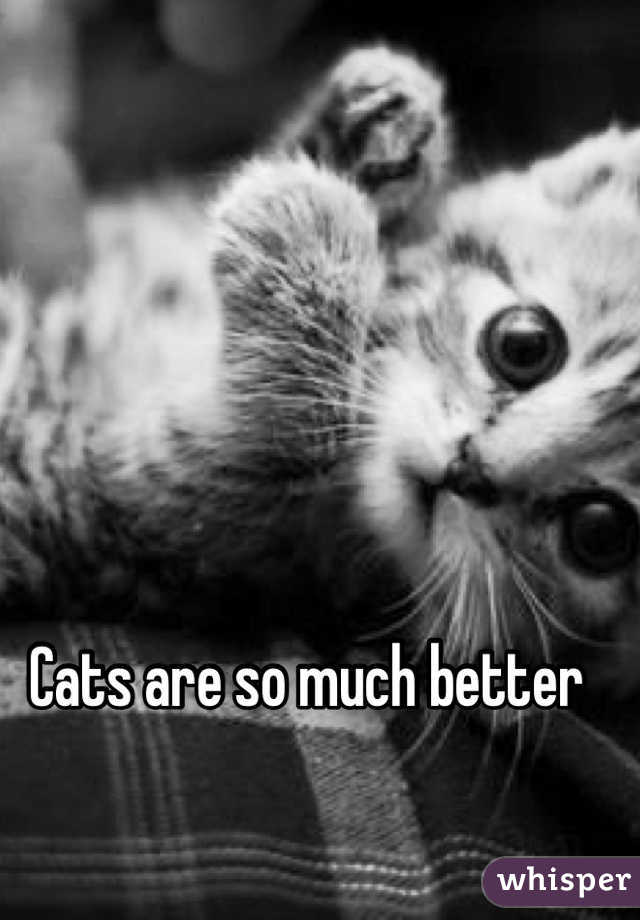 Cats are so much better