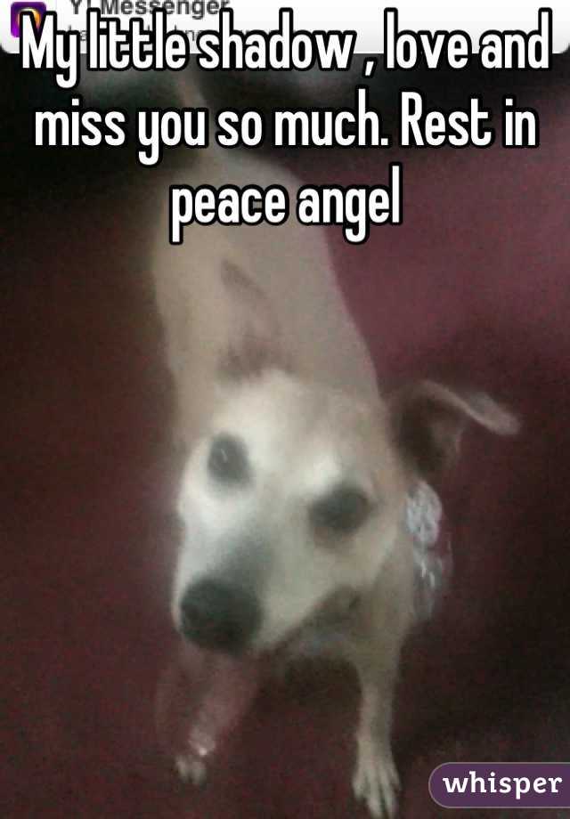 My little shadow , love and miss you so much. Rest in peace angel