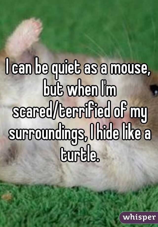I can be quiet as a mouse, but when I'm scared/terrified of my surroundings, I hide like a turtle.